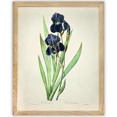 Iris germanica botanical for sale  Delivered anywhere in USA 