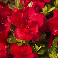 Encore azalea autumn for sale  Delivered anywhere in USA 