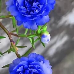 5000 blue moss for sale  Delivered anywhere in USA 