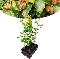 Happy plants fagus d'occasion  Livré partout en France