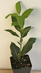 Bay leaf herb for sale  Delivered anywhere in USA 