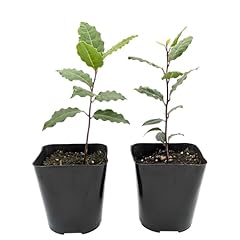 Easy grow bay for sale  Delivered anywhere in USA 