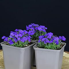 Stück aubrieta cascade gebraucht kaufen  Wird an jeden Ort in Deutschland