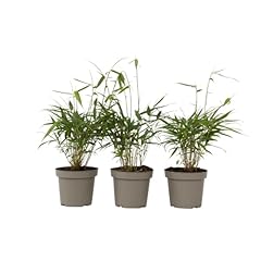 Plant box fargesia gebraucht kaufen  Wird an jeden Ort in Deutschland