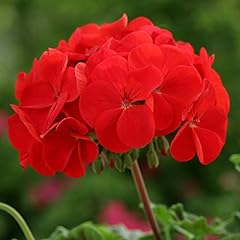 Geranium horizon red for sale  Delivered anywhere in Ireland