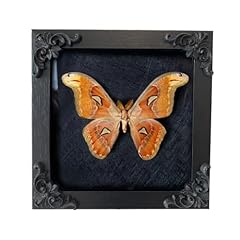 Insect display frame for sale  Delivered anywhere in USA 