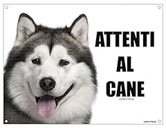 Alaskan malamute attenti usato  Spedito ovunque in Italia 