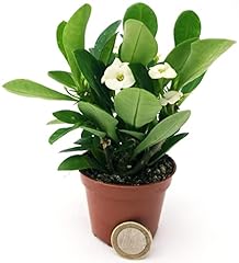 Powers flowers euphorbia usato  Spedito ovunque in Italia 