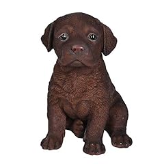 Chocolate labrador puppy usato  Spedito ovunque in Italia 