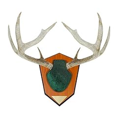 Allen company antler for sale  Delivered anywhere in UK