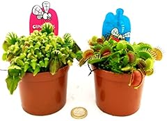 Powers flowers cephalotus usato  Spedito ovunque in Italia 