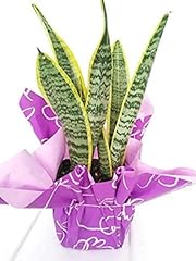 Snake plant gift for sale  Delivered anywhere in USA 