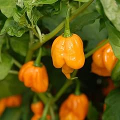 Trinidad scorpion yellow for sale  Delivered anywhere in Ireland