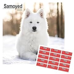 Samoyed calendar 2026 for sale  Delivered anywhere in UK