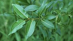 Bay leaf willow for sale  Delivered anywhere in USA 