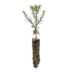 Coast redwood small for sale  Delivered anywhere in USA 