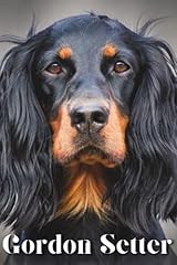 Gordon setter dog for sale  Delivered anywhere in UK