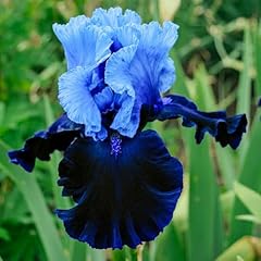 Fragrant iris professional for sale  Delivered anywhere in USA 