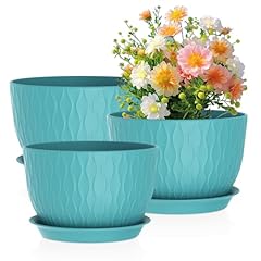 Meowell large plant for sale  Delivered anywhere in USA 