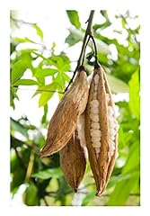 Seeds ceiba pentandra for sale  Delivered anywhere in Ireland