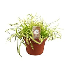 Drosera capensis pianta usato  Spedito ovunque in Italia 
