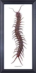 Giant centipede framed for sale  Delivered anywhere in UK