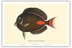 Pakuikui achilles tang for sale  Delivered anywhere in USA 
