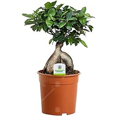 Ficus ginseng pflanze gebraucht kaufen  Wird an jeden Ort in Deutschland