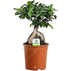 Ficus ginseng pflanze gebraucht kaufen  Wird an jeden Ort in Deutschland