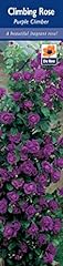 Rose bush purple for sale  Delivered anywhere in UK