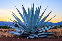 Agave americana seeds for sale  Delivered anywhere in USA 