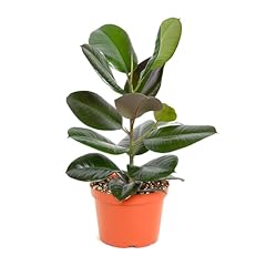 Shop succulents ficus for sale  Delivered anywhere in USA 