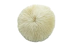 Mushroom sea coral for sale  Delivered anywhere in USA 
