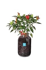 Back roots non for sale  Delivered anywhere in USA 