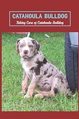 Catahoula bulldog taking for sale  Delivered anywhere in UK