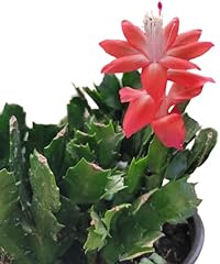 Zygocactus christmas cactus for sale  Delivered anywhere in USA 