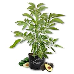 Super hass avocado for sale  Delivered anywhere in USA 