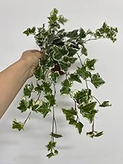 Hedera trailing ivy for sale  Delivered anywhere in UK