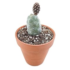 Tephrocactus articulatus pine for sale  Delivered anywhere in USA 