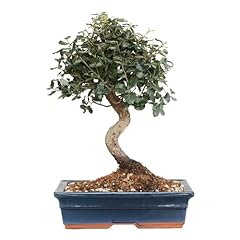 Kentis bonsai sughera usato  Spedito ovunque in Italia 