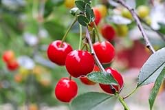 Evans sour cherry for sale  Delivered anywhere in USA 