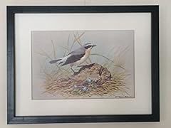 Mounted framed wheatear for sale  Delivered anywhere in UK