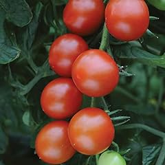 Cherry tomato sweet for sale  Delivered anywhere in UK