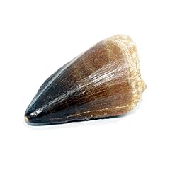 Large mosasaur tooth for sale  Delivered anywhere in Ireland