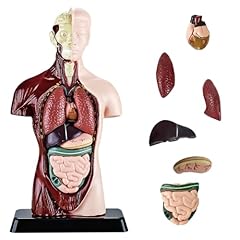 Nizirioo menschliches torso gebraucht kaufen  Wird an jeden Ort in Deutschland