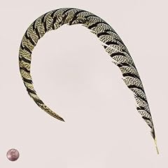 Lady amherst pheasant for sale  Delivered anywhere in USA 