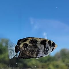 Burmese clouded archer for sale  Delivered anywhere in USA 