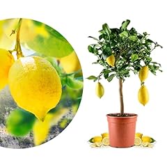 Rangerie amalfi zitronenbaum gebraucht kaufen  Wird an jeden Ort in Deutschland