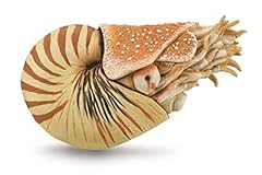Collecta nautilus pompilius for sale  Delivered anywhere in USA 