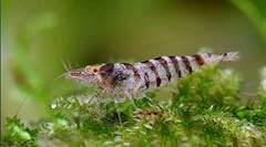 Zebragarnele streifengarnele c gebraucht kaufen Zebragarnele streifengarnele c gebraucht kaufen  Wird an jeden Ort in Deutschland